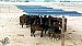 BLM begins shade trials for wild horses at Palomino Valley facility
