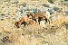 NDOW investigates health concerns in southern Nevada bighorn sheep 