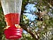 Backyard visitor -