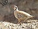 NDOW's chukar hunting forecast is now available; outlook is poor to fair 