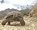 Overabundance of pet desert tortoises prompts expansion of adoption program