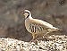 Season for popular Nevada game bird begins 