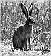 What is tularemia or rabbit fever? 