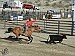 Humboldt County Rodeo Club finishes up fall season at Alamo, Las Vegas