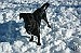 Tips offered on keeping pets safe in the cold 
