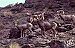 Pathogens threaten bighorn sheep in southern Nevada 