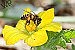 Bee watch: survey shows better results for pollinators, but losses remain significant 