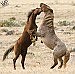 BLM plans wild horse gather on grazing allotment 