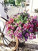 In full bloom -