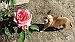 Coming up roses - 