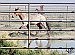 BLM temporarily halts wild horse gather