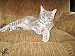 Queen of the castle -