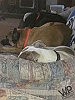 Couch hogs -