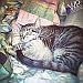 Two tabbies -