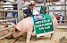 Barnyard best