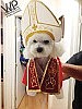 Puppy Pope -