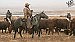 BLM blames drought for short-term grazing permits 