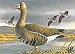 Indiana artist claims fifth win in Nevada Duck Stamp Contest 