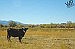 Bovine beauty -