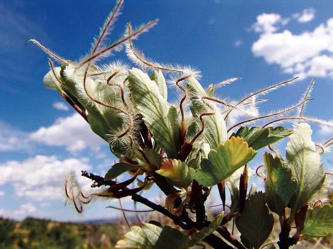 Mountain mahogany is a unique high desert find