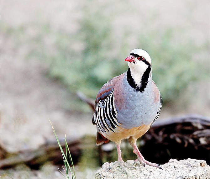 Late spring rain proves good news for chukar hunters