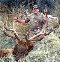 A prize bull 