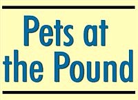 Humboldt County Pets at the Pound 