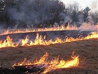 Burning and Soil Quality