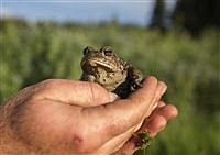 Utah biologists work to save boreal toads from extinction