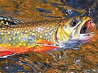 Brook trout troubles in Falls Canyon Creek