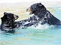 Black bears find refuge at Safe Haven