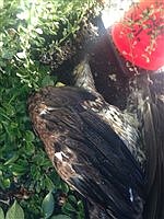 Bald eagle electrocuted in Madison Park
