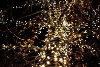 MPBA seeks donations for Madison Park holiday lights