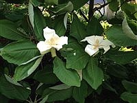 What to love about Bigleaf Magnolias