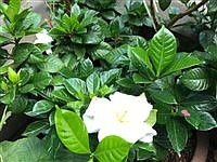 Gardenia: a tropical fragrance for the Pacific Northwest