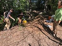 Volunteers crucial to maintaining greenbelts in Seattle