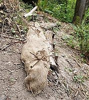 Group battles blackberry on Madison Valley trail