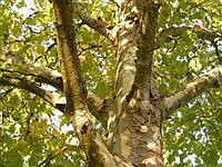 Tree Talk: The American sycamore’s famous offspring