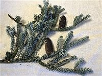 Tree Talk: The inimitable Korean fir