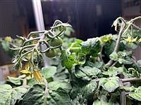 Get growing: Adventures in aeroponics