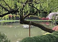 Tree Talk: Kyoto to Seattle, old Edo to today
