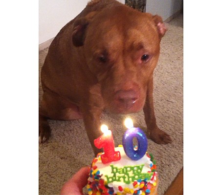 PAWS AND REFLECT | Celebrate your pet’s special days