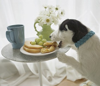 PAWS AND REFLECT | Tasty toxics