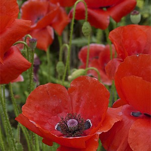 GARDEN HOTLINE | Garden senses and sensibility
