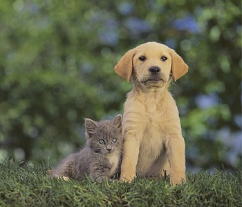 PAWS AND REFLECT | The differences between cats and dogs