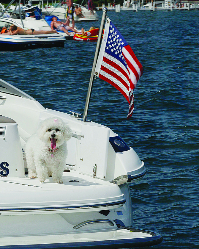 PAWS AND REFLECT | Your pets can enjoy the Fourth of July, too — away from the festivities