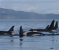 AMONG THE ANIMALS | Lawsuits for orcas