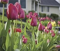 GARDEN HOTLINE | The promise of spring 
