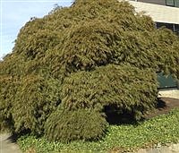 TREE TALK | A gift from old Nippon: The Japanese maple 