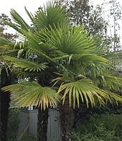 TREE TALK | A palm for all our seasons 